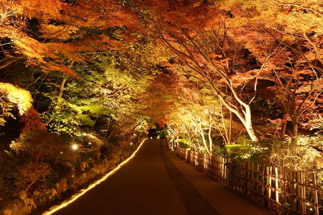 【東山動植物園】秋の風物詩「もみじ狩り」11月14日から開催　500本以上が紅葉する名古屋市の名所　「逆さもみじ」や「五色もみじ」の幻想的なライトアップも