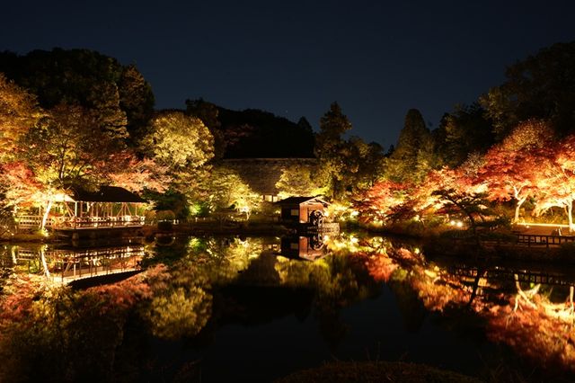 【東山動植物園】秋の風物詩「もみじ狩り」11月14日から開催　500本以上が紅葉する名古屋市の名所　「逆さもみじ」や「五色もみじ」の幻想的なライトアップも