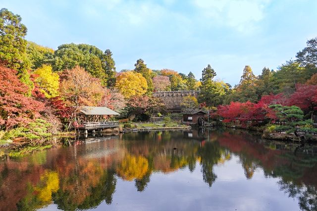 【東山動植物園】秋の風物詩「もみじ狩り」11月14日から開催 500本以上が紅葉する名古屋市の名所 「逆さもみじ」や「五色もみじ」の幻想的なライトアップも