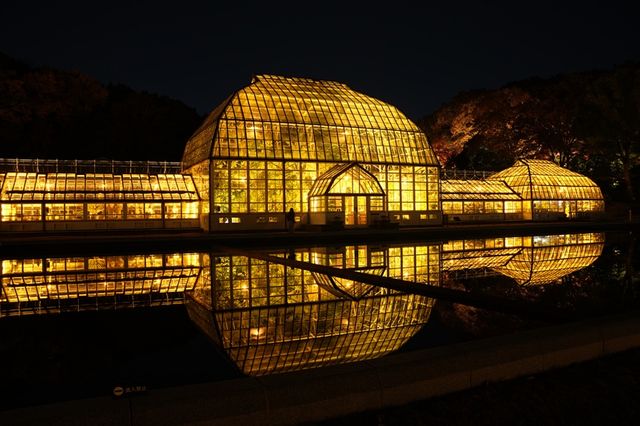【東山動植物園】秋の風物詩「もみじ狩り」11月14日から開催　500本以上が紅葉する名古屋市の名所　「逆さもみじ」や「五色もみじ」の幻想的なライトアップも