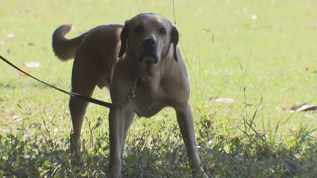 嘱託警察犬の審査会 シェパードなど26頭が参加 合格後は1年間警察犬として活躍 三重・鈴鹿市