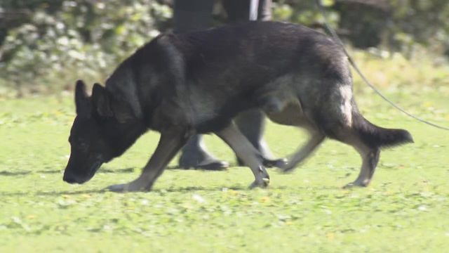 嘱託警察犬の審査会 シェパードなど26頭が参加 合格後は1年間警察犬として活躍 三重・鈴鹿市