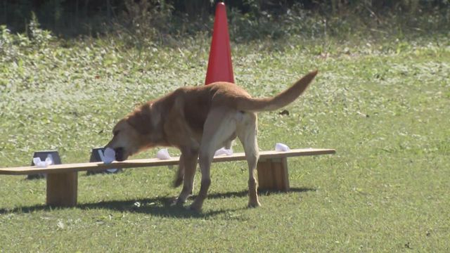 嘱託警察犬の審査会 シェパードなど26頭が参加 合格後は1年間警察犬として活躍 三重・鈴鹿市