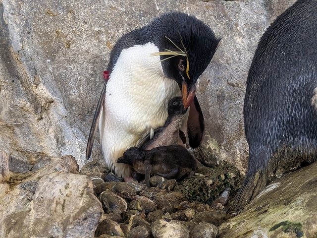 のんほいパークで“ペンギンの赤ちゃん”3羽誕生、すくすく成長中の