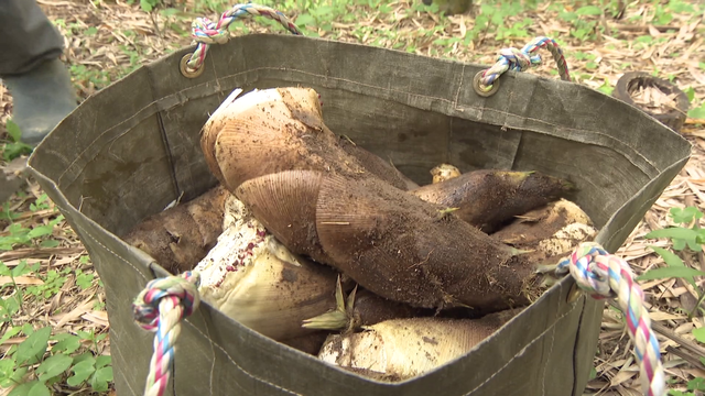 変わる食材の旬　今年はタケノコが｢お買い得｣　水不足の懸念も…一安心