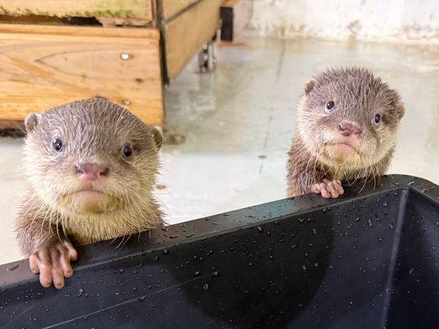 体重2倍に成長！コツメカワウソ赤ちゃん2頭の愛称募集スタートへ、名付け親は愛称発表会に招待　愛知・南知多ビーチランド