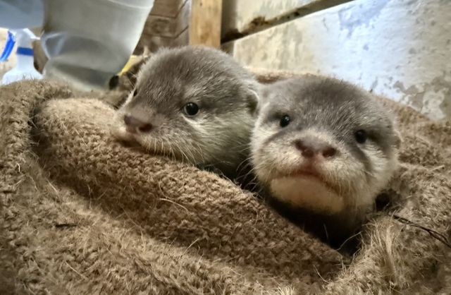 体重2倍に成長！コツメカワウソ赤ちゃん2頭の愛称募集スタートへ、名付け親は愛称発表会に招待　愛知・南知多ビーチランド