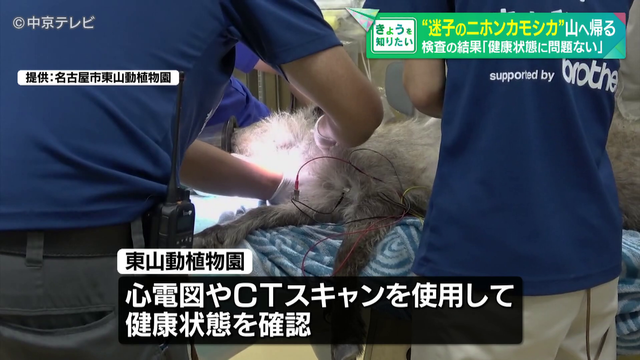 名古屋市で捕獲「ニホンカモシカ」 動物園で検査 健康状態に問題なしのため生息地と考えられる山へ