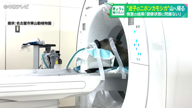 名古屋市で捕獲「ニホンカモシカ」 動物園で検査 健康状態に問題なしのため生息地と考えられる山へ