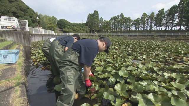 【CO₂削減へ】ため池の水草が地球温暖化対策に!?　豊明市が高校生らと連携　愛知県
