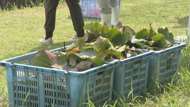 【CO₂削減へ】ため池の水草が地球温暖化対策に!?　豊明市が高校生らと連携　愛知県