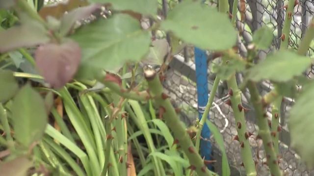 隣家に嫌がらせ繰り返した疑い　隣家の女（55）を逮捕　岐阜・川辺町