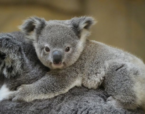【東山動植物園】赤ちゃんコアラの愛称「てんむす」に決定！　次点「まんぷく」との接戦を制し…SNSでは「名古屋らしい名前」と好評　命名看板はフォトスポットとして展示中