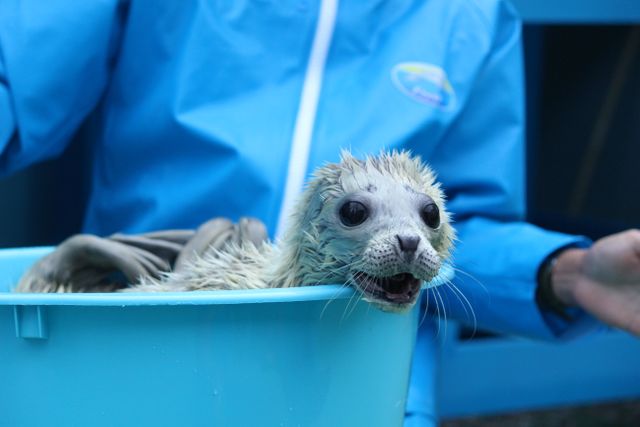 伊勢シーパラダイス　3年ぶりにゴマフアザラシの赤ちゃん誕生　今しか見られない貴重な“純白の姿”を一般公開