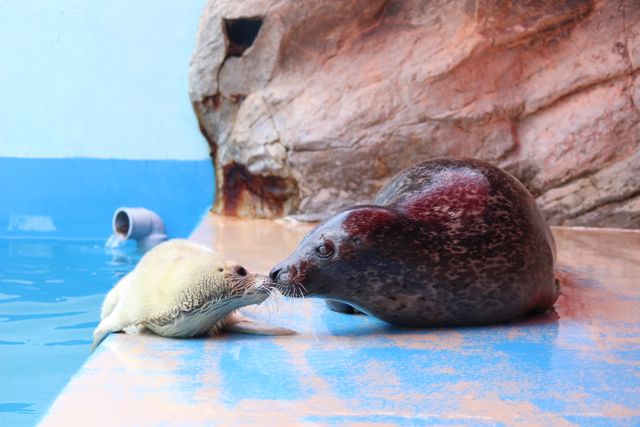 伊勢シーパラダイス　3年ぶりにゴマフアザラシの赤ちゃん誕生　今しか見られない貴重な“純白の姿”を一般公開