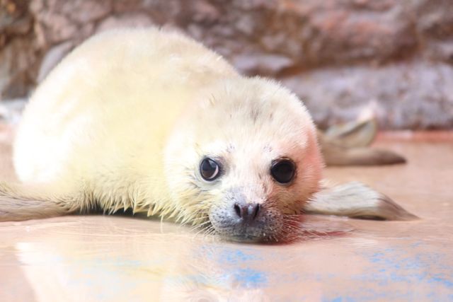 伊勢シーパラダイス　3年ぶりにゴマフアザラシの赤ちゃん誕生　今しか見られない貴重な“純白の姿”を一般公開