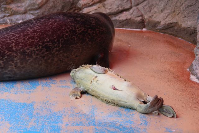 伊勢シーパラダイス　3年ぶりにゴマフアザラシの赤ちゃん誕生　今しか見られない貴重な“純白の姿”を一般公開