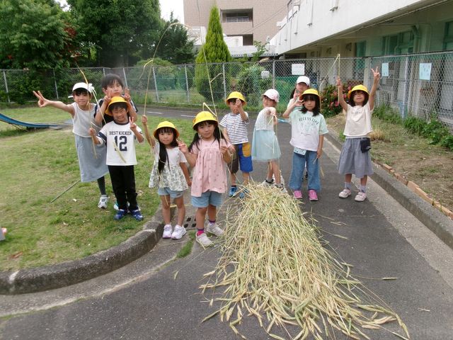 ストローの原料は…ライ麦!? “脱プラ”ストロー作りに400人以上が参加「ライ麦プロジェクト」