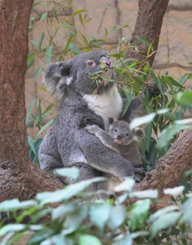 【東山動植物園】コアラの赤ちゃんの愛称投票を実施へ　「まんぷく」「てんむす」など候補は4つ　母親の袋に入りきらないほど順調に成長中
