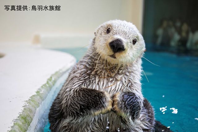 「かわいい」だけじゃない！　ラッコのことなら何でもわかる特設サイト「ラッコペディア」　国内唯一飼育の鳥羽水族館が公開　40年の飼育経験を凝縮