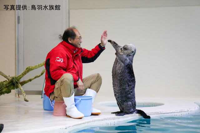 「かわいい」だけじゃない！　ラッコのことなら何でもわかる特設サイト「ラッコペディア」　国内唯一飼育の鳥羽水族館が公開　40年の飼育経験を凝縮