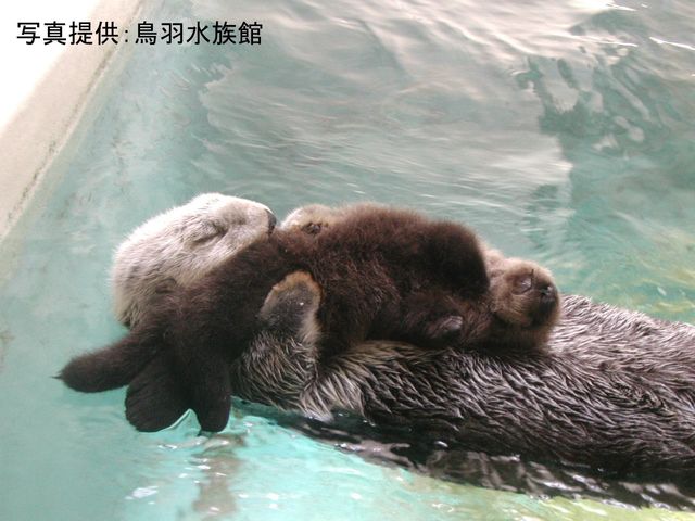 「かわいい」だけじゃない！　ラッコのことなら何でもわかる特設サイト「ラッコペディア」　国内唯一飼育の鳥羽水族館が公開　40年の飼育経験を凝縮