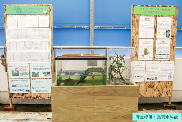 「カエルとイモリの天気予報水槽」が今年もやってくる！　全身オレンジ色のイモリも参戦　5月31日より展示開始　鳥羽水族館の恒例企画　三重・鳥羽市