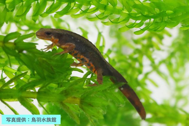 「カエルとイモリの天気予報水槽」が今年もやってくる！　全身オレンジ色のイモリも参戦　5月31日より展示開始　鳥羽水族館の恒例企画　三重・鳥羽市