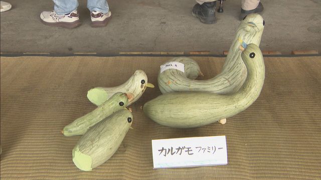 ことしのできばえやいかに!?特産「宿儺かぼちゃ」の品評会 岐阜・高山市