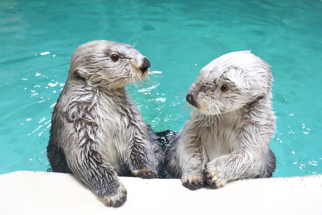 １口10万円のふるさと納税返礼品が即日完売　鳥羽水族館のラッコ２匹の「ひとり占めプラン」　１日１組限定企画で10組受け付けも…　三重・鳥羽市