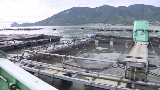 台風6号の大雨で…　漁港を覆う大量の流木とゴミ　“いけすの魚が心配”漁師と海へ　三重・尾鷲市