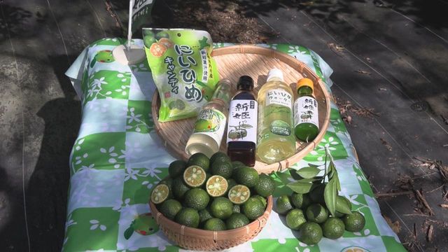 新種のかんきつ「新姫」収穫最盛期 ドリンクやポン酢などに加工 三重・熊野市