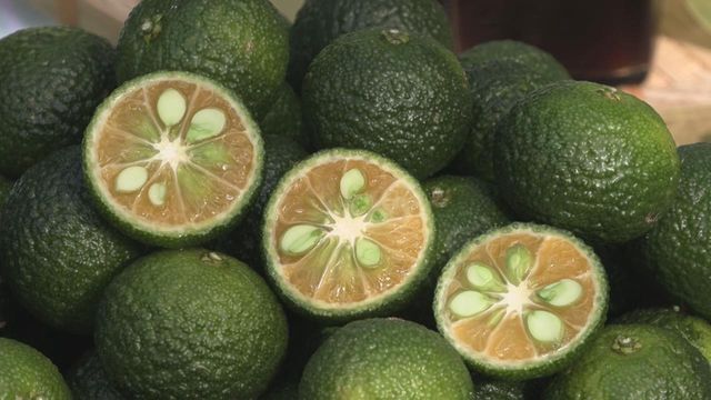 新種のかんきつ「新姫」収穫最盛期 ドリンクやポン酢などに加工 三重・熊野市