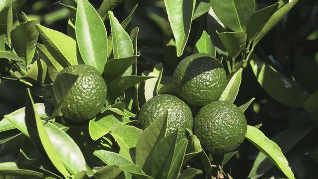 新種のかんきつ「新姫」収穫最盛期 ドリンクやポン酢などに加工 三重・熊野市