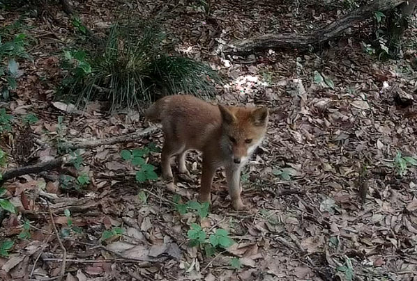 「ごんぎつねの里」静かに見守って　知多半島に戻ってきたキツネたち　背景に豊かな竹林　愛知・半田市