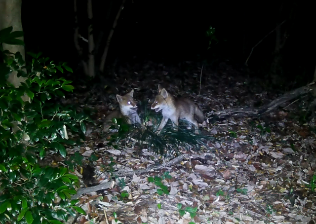 「ごんぎつねの里」静かに見守って　知多半島に戻ってきたキツネたち　背景に豊かな竹林　愛知・半田市