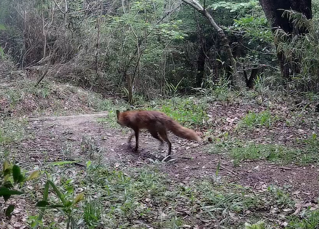 「ごんぎつねの里」静かに見守って　知多半島に戻ってきたキツネたち　背景に豊かな竹林　愛知・半田市