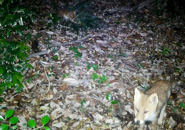 「ごんぎつねの里」静かに見守って　知多半島に戻ってきたキツネたち　背景に豊かな竹林　愛知・半田市