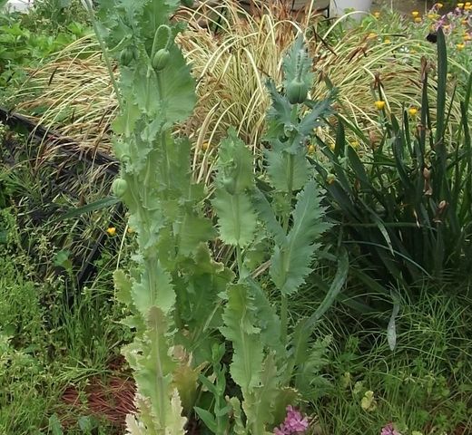 栽培禁止の｢ケシ｣がJAあいち中央の3店舗で販売　県は回収のため情報提供呼びかけ　愛知・安城市