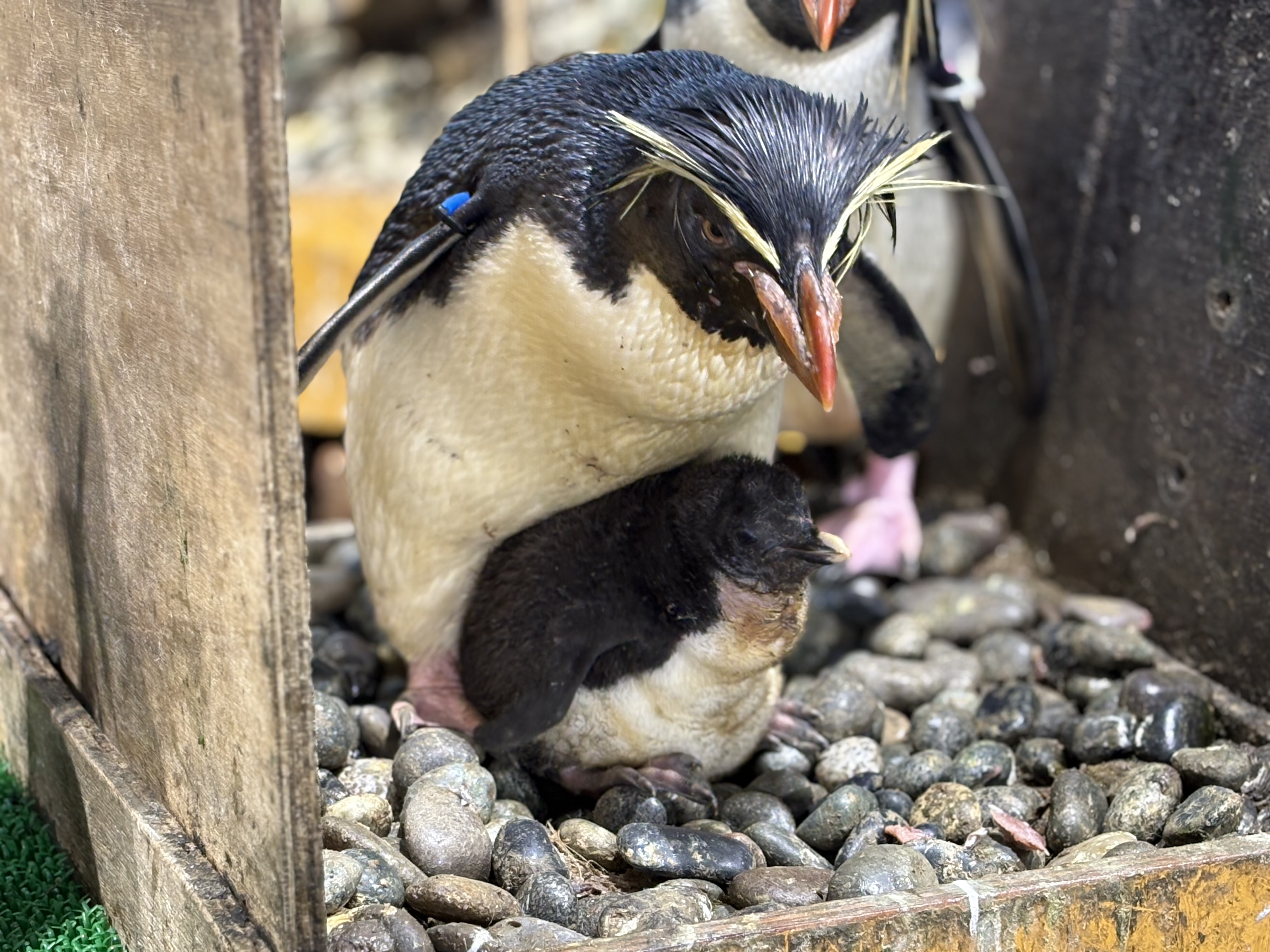 GAOでペンギンのヒナの観察会 6月毎週土曜日に実施 間近でヒナを見