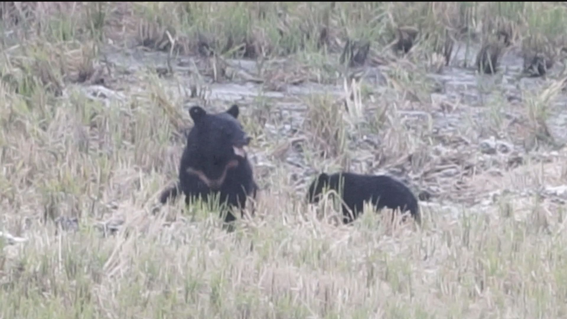 警戒心が強い？学習能力が高い？臆病？緊張感がない？クマという動物と 