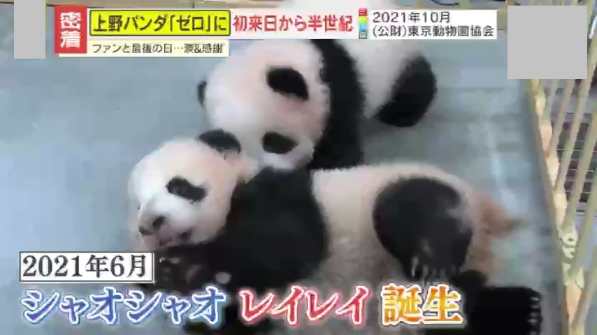 密着】日本から54年ぶりにパンダがいなくなる…上野の双子パンダ『最後