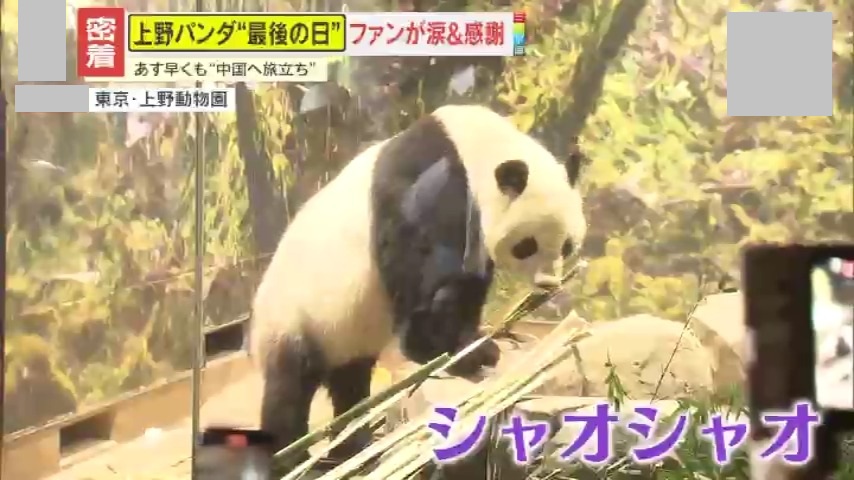 密着】日本から54年ぶりにパンダがいなくなる…上野の双子パンダ『最後