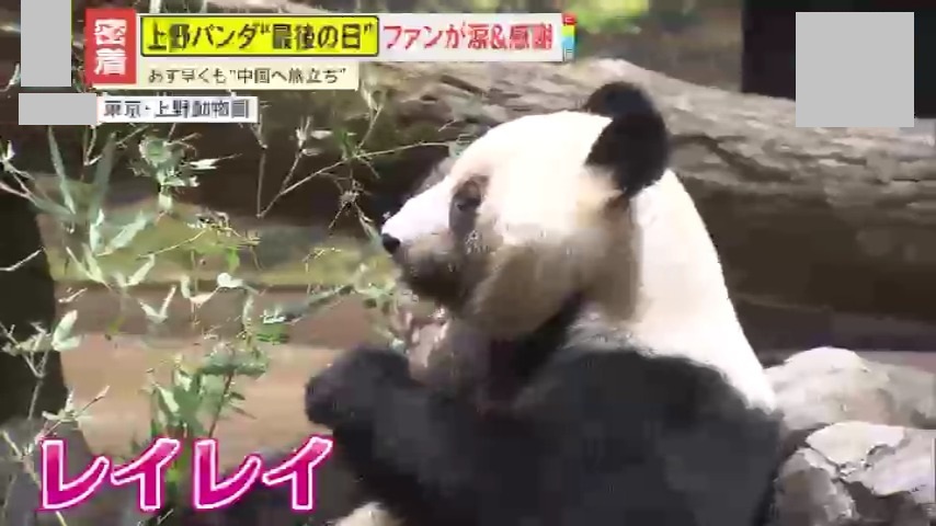 密着】日本から54年ぶりにパンダがいなくなる…上野の双子パンダ『最後